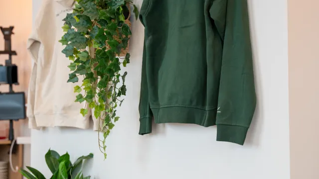 Eggstatic green “Morning Person” hoodie on the wall with a hanging plant and a basket of lemons